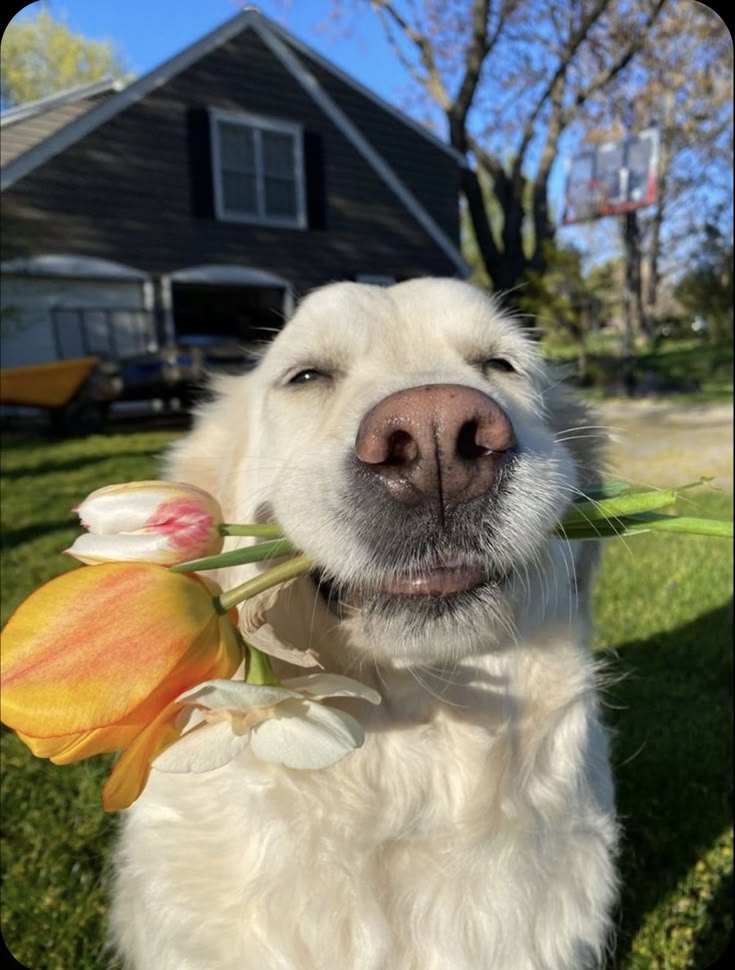 files/Happiness_doggo.jpg